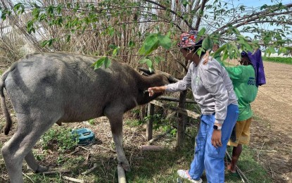 Apayao livestock farmers attend schooling on ruminant production