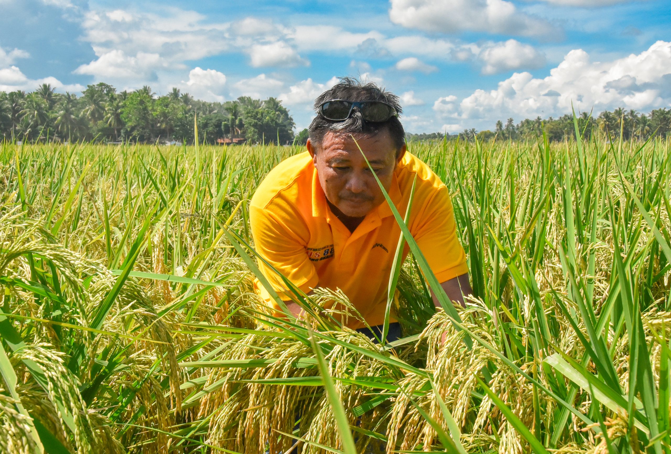 Rice Council raises palay buying price 