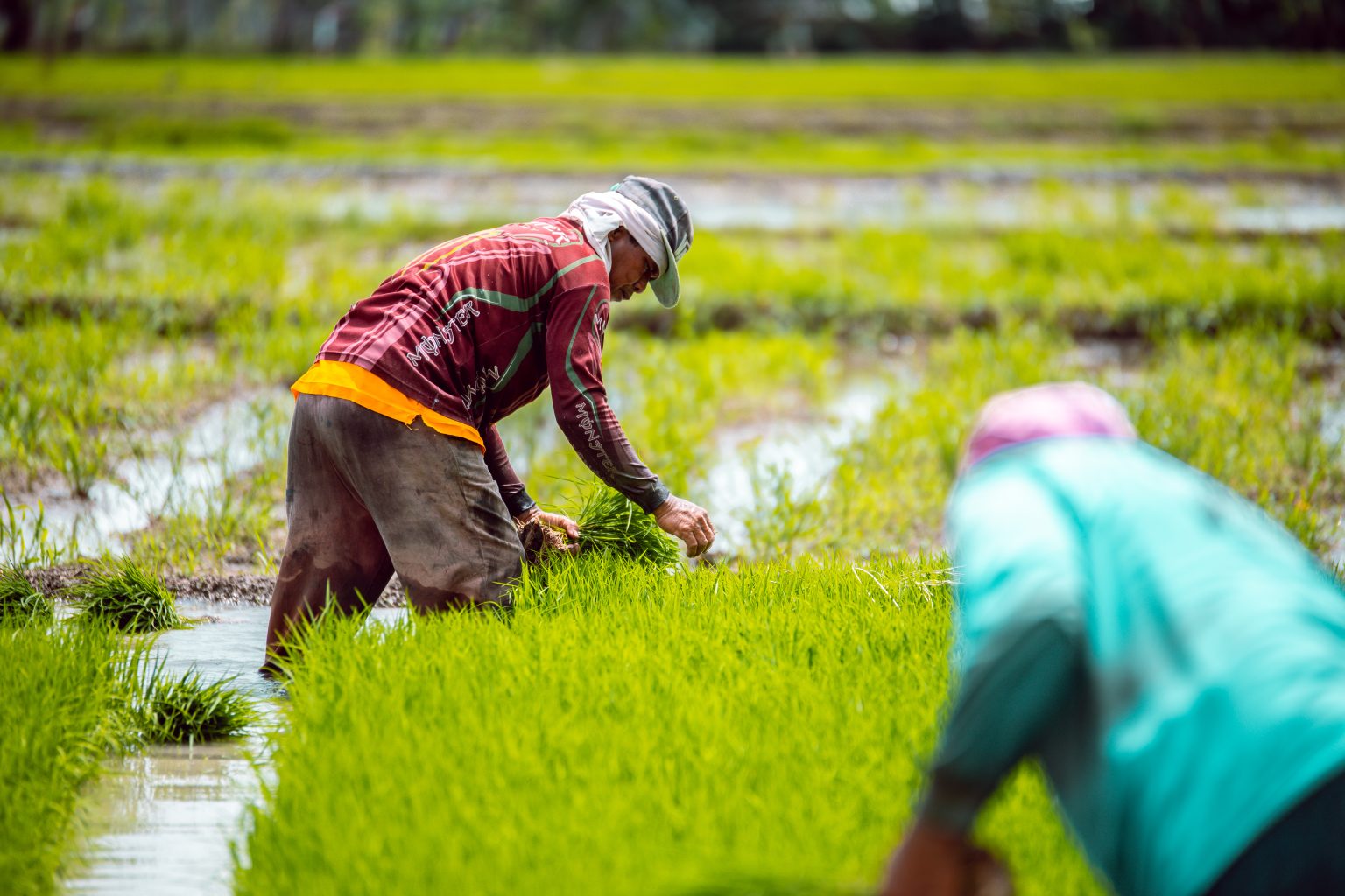 Agriculture helps GDP growth, DA moves to ensure larger share 