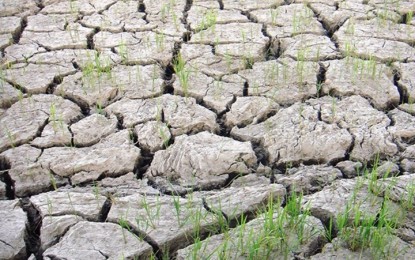 DA forms nat'l team to mitigate El Ni&ntilde;o impact on crops, fisheries