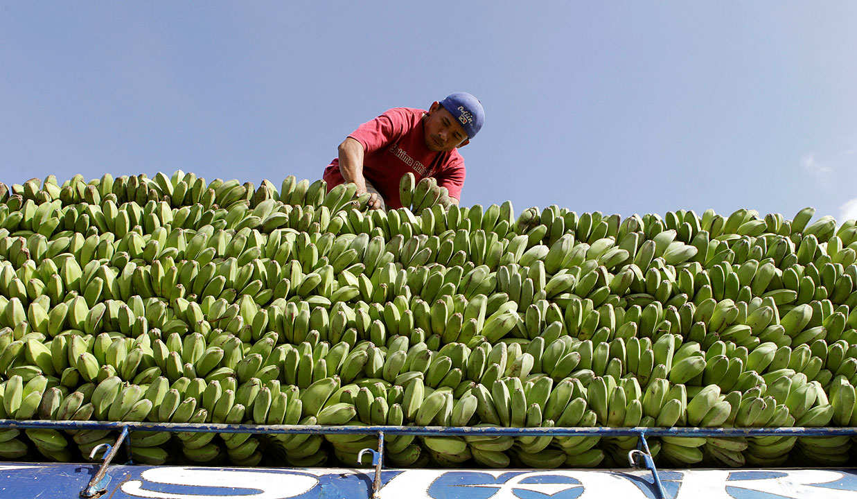Major effort ongoing to contain Panama disease in banana crop