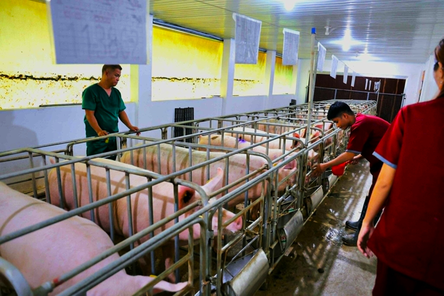 DA warns public vs. misinformation on Swine Repopulation Project