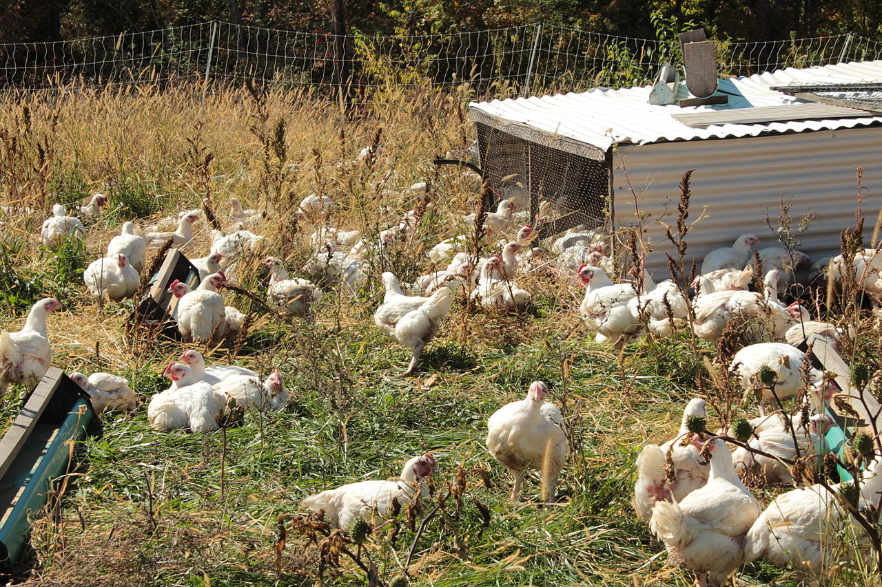Pangasinan, Ilocos Norte declared free of bird flu