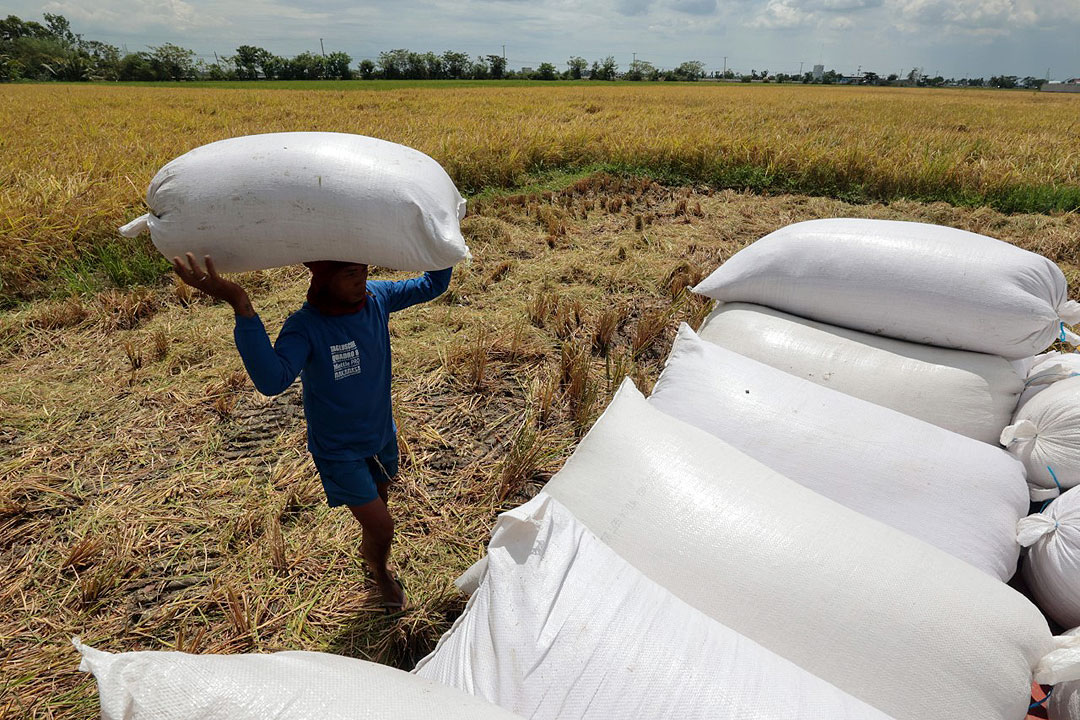 Rice export curbs give farmers room to hike prices