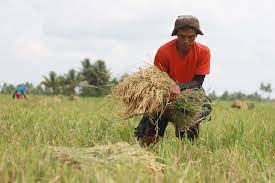 Farmers call for return of pre-shipment inspection of agri imports