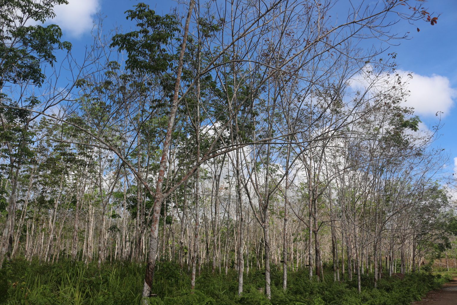 Research Institute sets master plan for rubber treatment