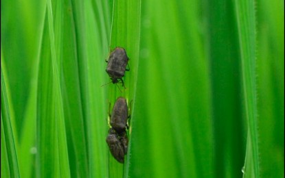 Nueva Ecija braces for seasonal crop pest infestation