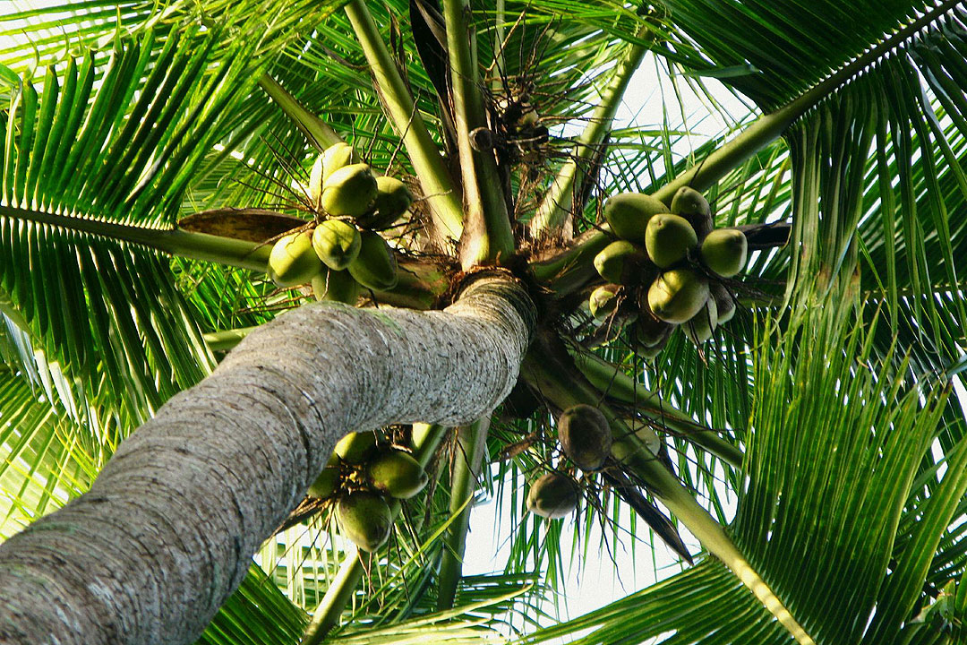 Coconut output likely little changed this year