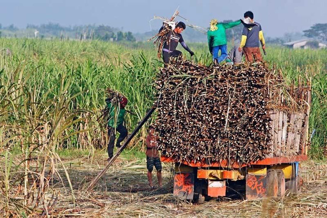 As farmgate prices drop, sugar farmers deal with dwindling earnings for their cane harvest