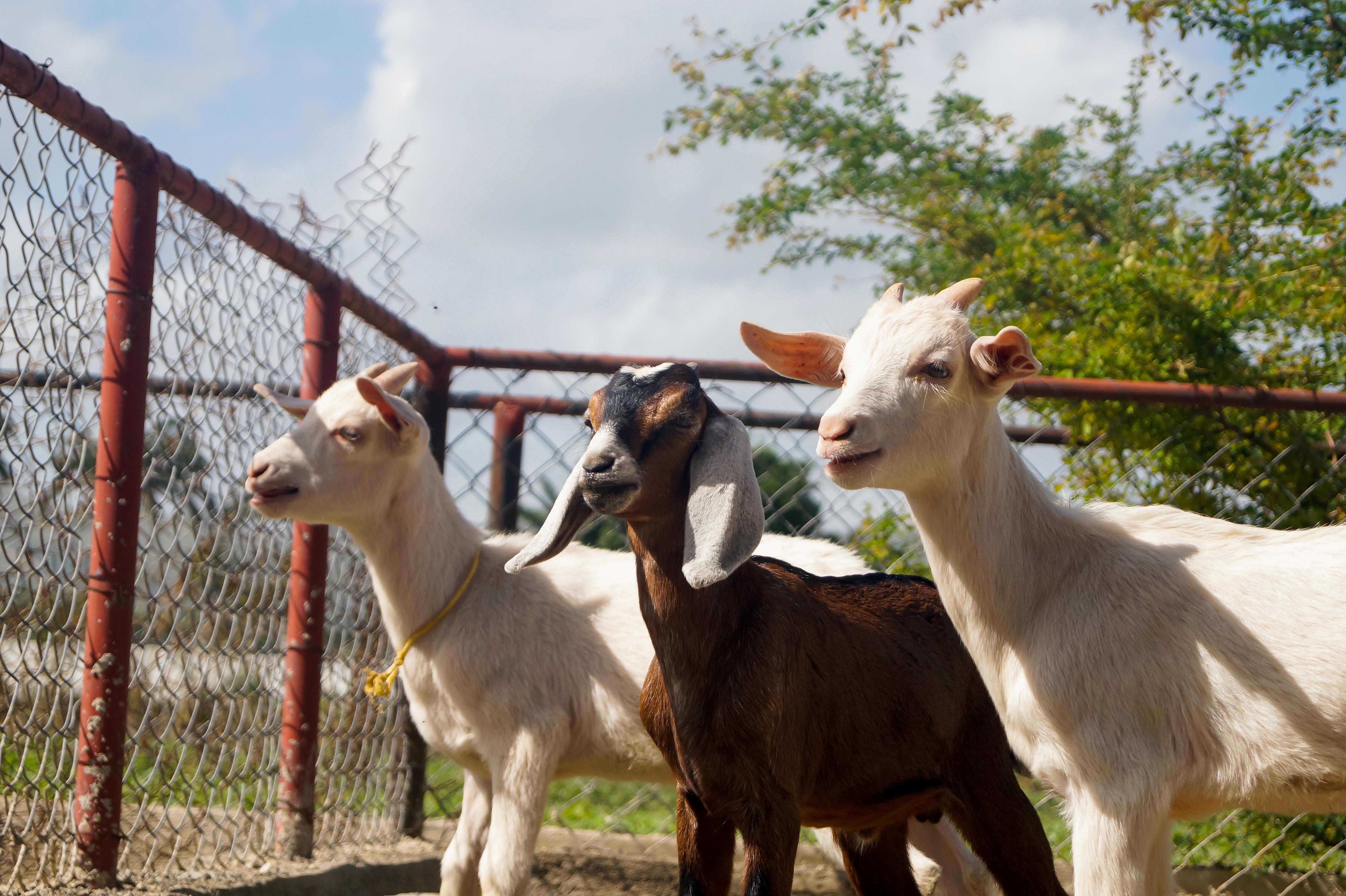 Boosting livestock nutrition: How to make a simple Urea Molasses Mineral Block (UMMB)