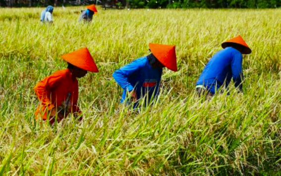 DA assures steady fertilizer supply, promotes biofertilizers amid Middle East tensions