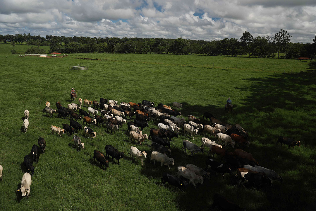 Brazilian state launches mandatory tracking of cattle to stop deforestation around Amazon