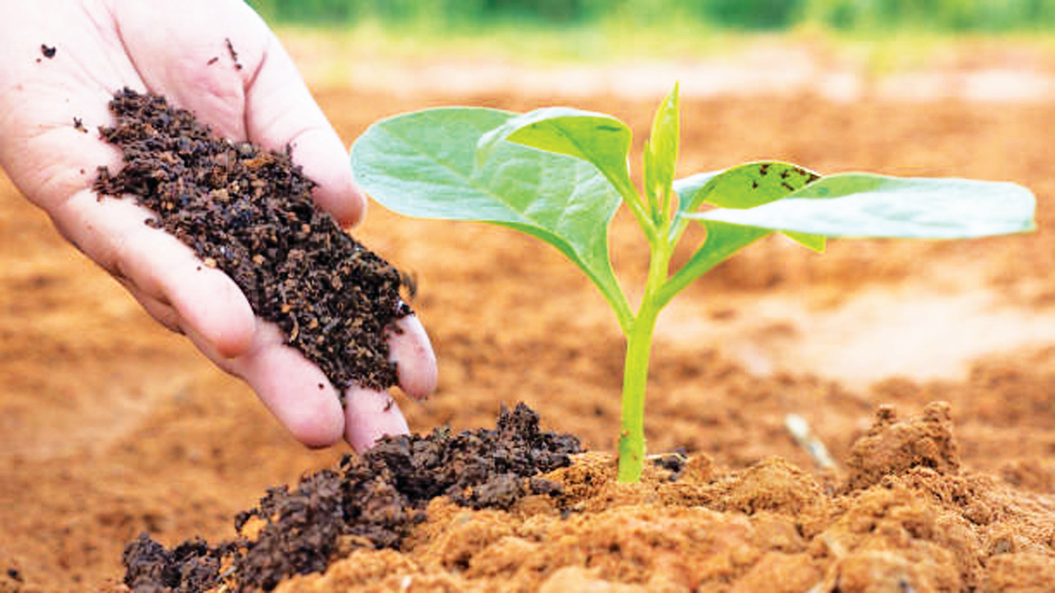 Agri dep&rsquo;t sees organic agriculture as a way forward