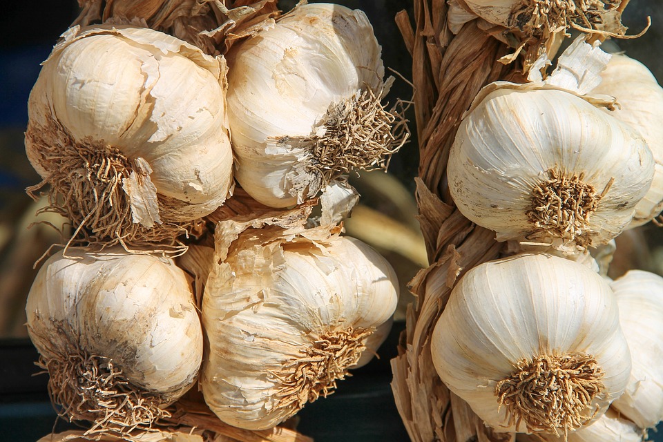 Higher yield seen as Lubang garlic stock reserved for expansion program 