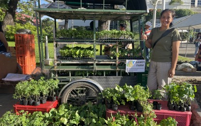 Ilocos Norte lady farmer proves there&rsquo;s money in agriculture