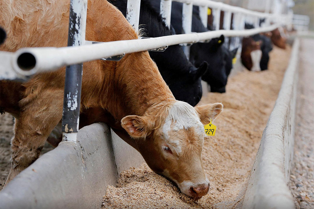 Seaweed touted as low-cost animal feed
