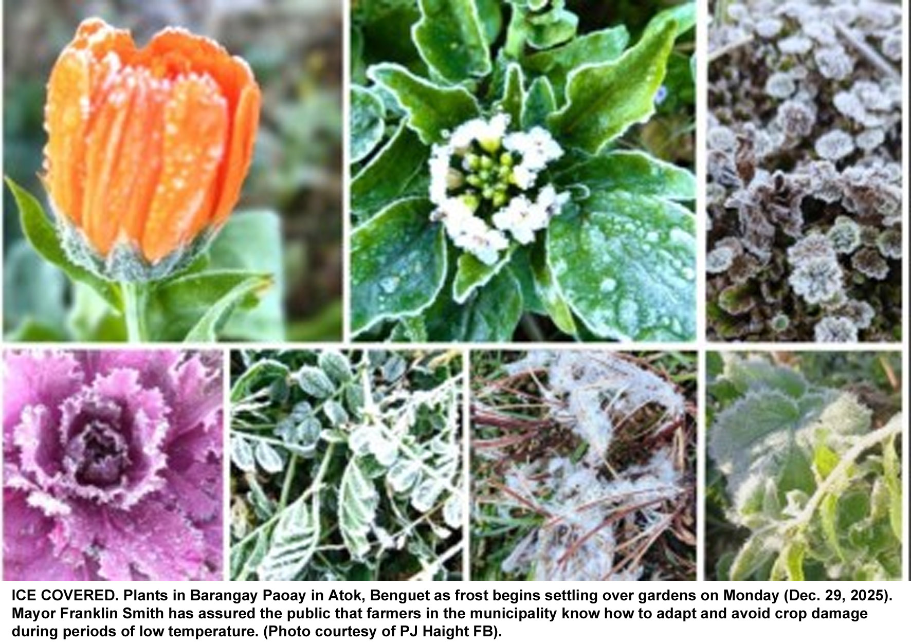 Atok farmers prepared as frost returns to highland farms