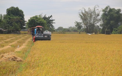 C. Luzon farmers favor move to promote hybrid rice varieties
