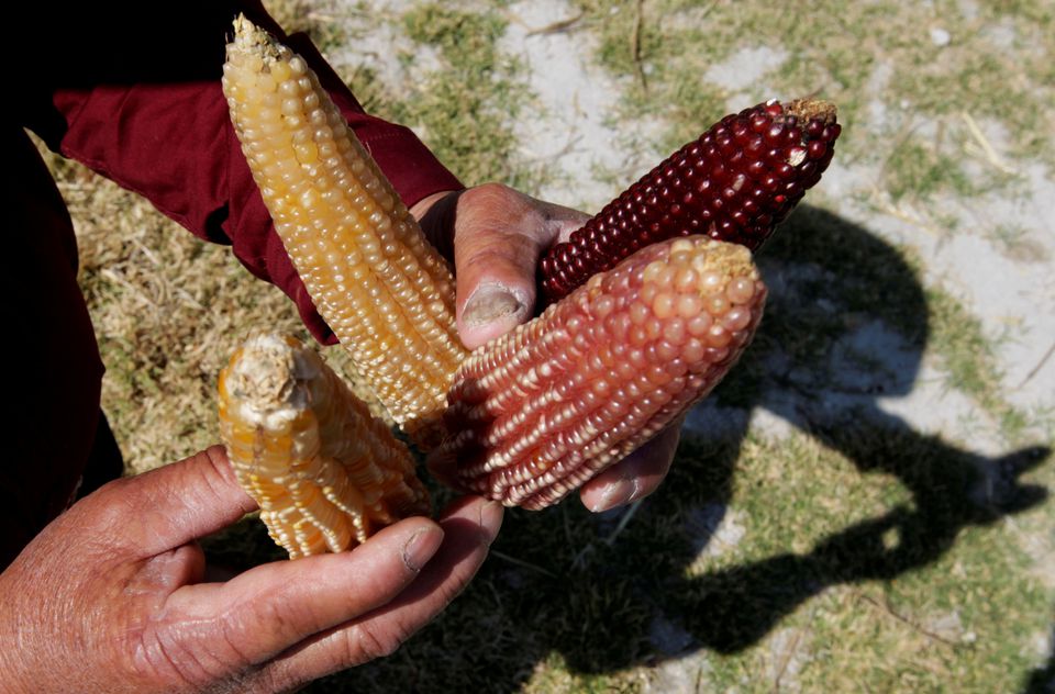Mexico researchers show progress on drive to replace US corn imports
