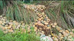 Squash farmgate price in Cotabato town drops to P2/kilo