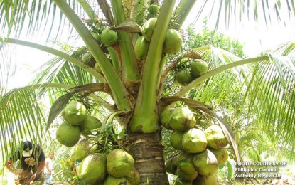 PBBM orders PCA to craft dev&rsquo;t, rehab plan for coco industry