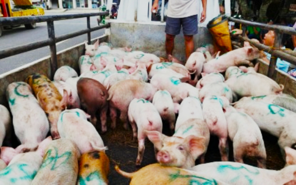 Iloilo steps up backyard farm biosecurity training vs. ASF