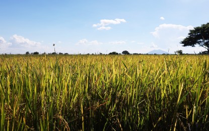 DA: 2023 a good harvest year for PH