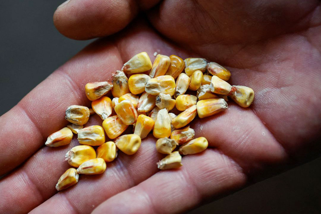 China places major orders of feed corn in boost for Ukraine