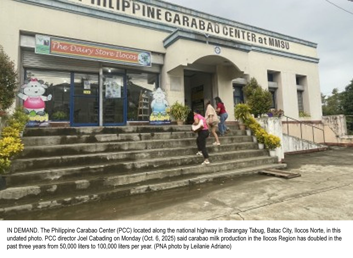PCC expands carabao upgrading program to Ilocos Norte LGUs to boost dairy income