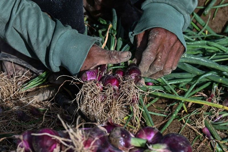 DA sets P125/kilo SRP on imported red onions