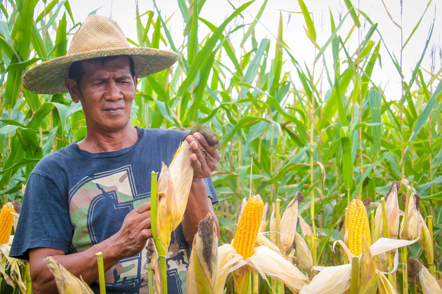 PBBM admin to launch sustainable corn dev&rsquo;t program to support local farmers, improve yield