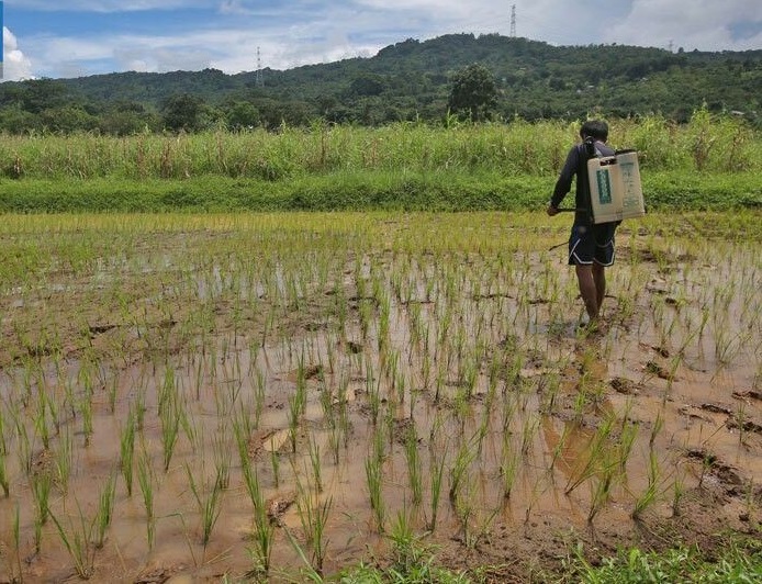 Well-milled rice to reach P52; harvest 85 percent complete