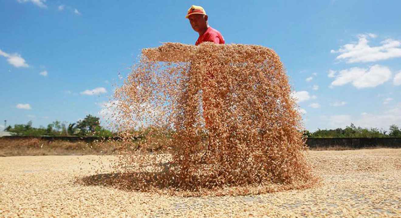 Palay average farmgate price up 9.1% in April
