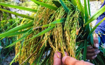 Antique dads approve cultivation of Golden Rice