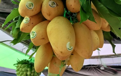 Geographical indications seen to help establish, grow PH brands
