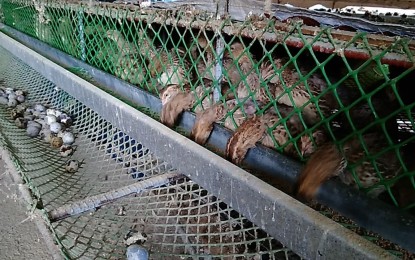 Cebu curbs entry of pet birds, game fowl amid 'bird flu' scare