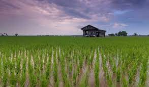 More funds for NIA to produce over 570k metric tons of palay