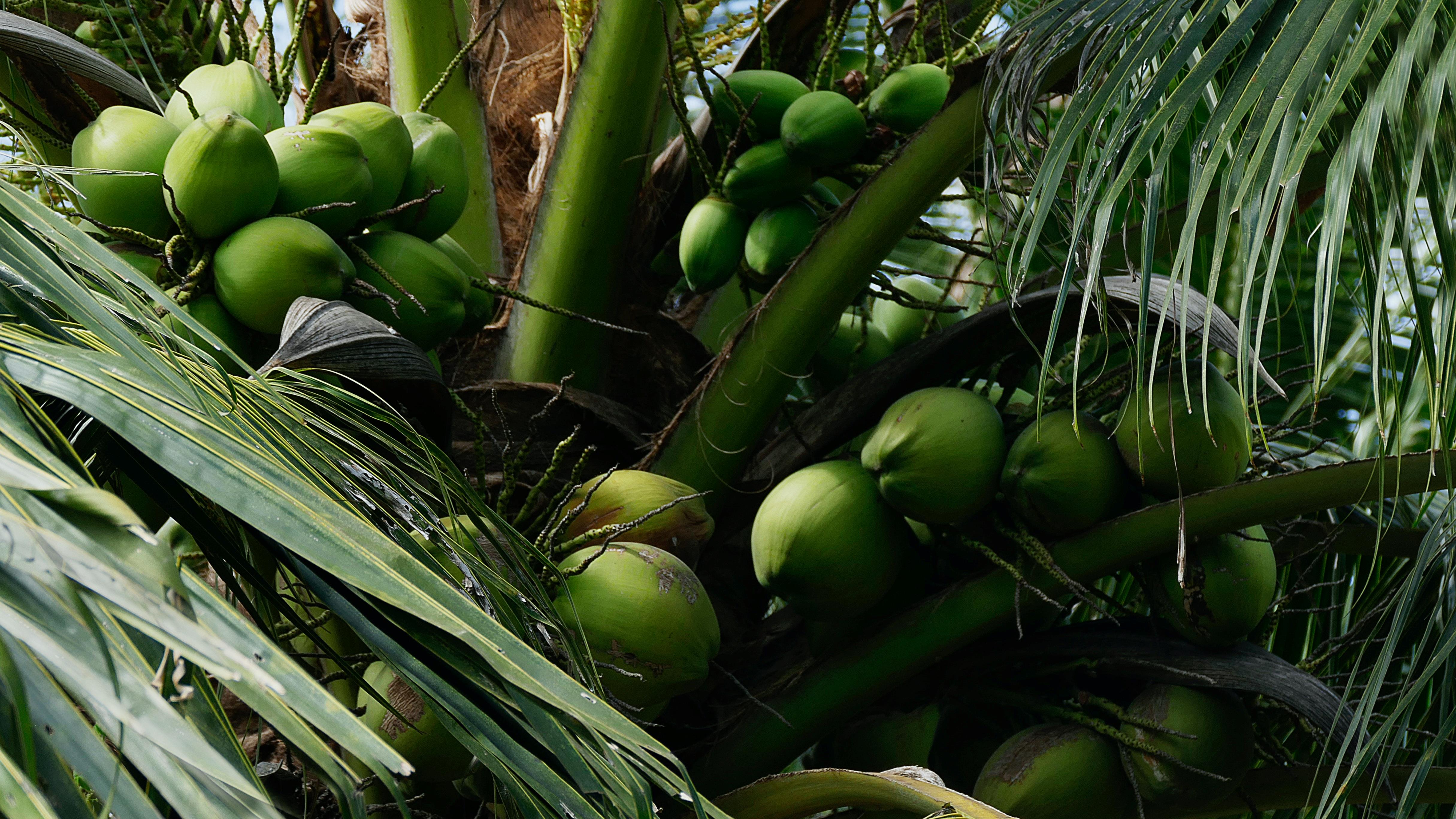 Coconut hybrids: Revolutionizing the Philippine coconut industry for increased productivity