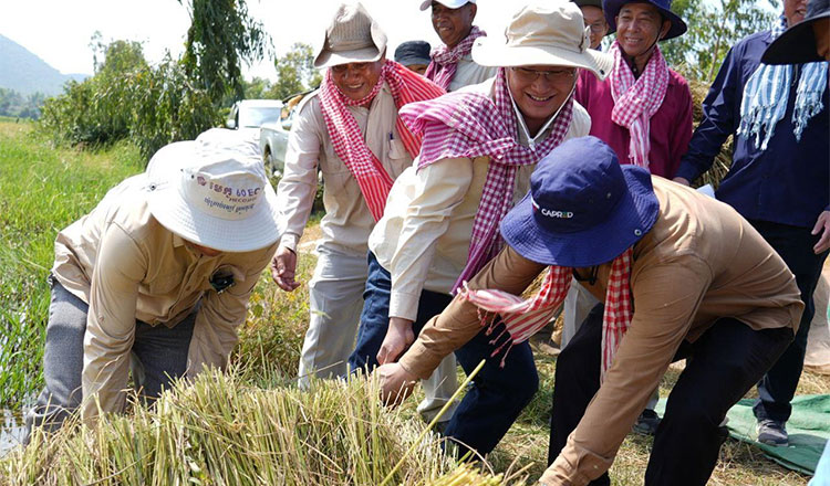 Minister of Agriculture leads officials and joint forces to help harvest farmers&rsquo; rice in Takeo