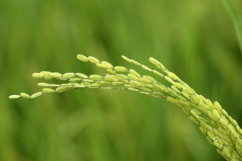 Rice price spike offers preview of climate food disruption