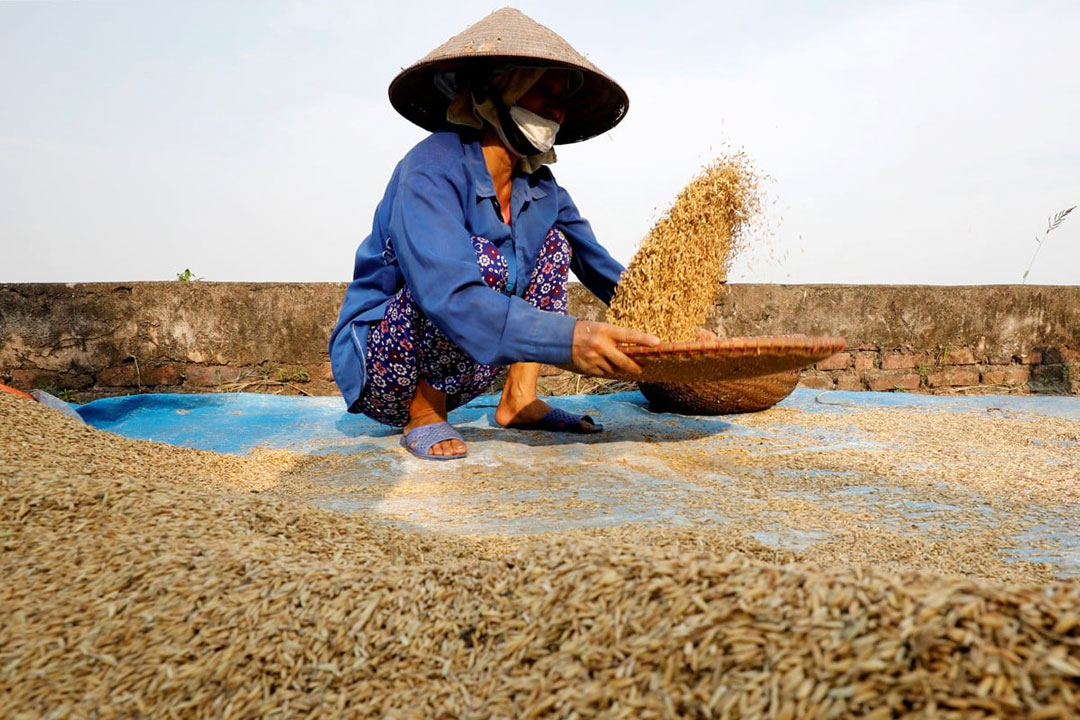 Vietnam offers rice price cut as DA urges India to lift ban