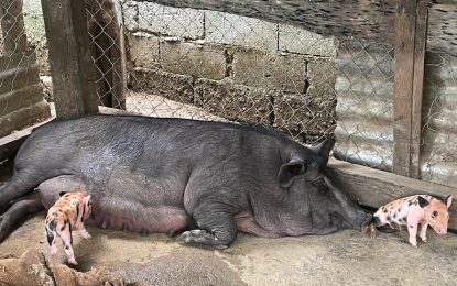 Ilocos Norte farmer&rsquo;s coop gets P20-M DA aid to revive hog industry