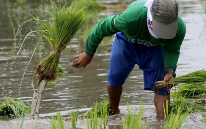 Public-private partnership sought for crop insurance