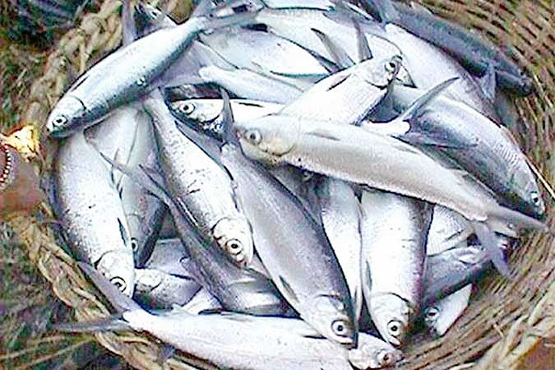 Bangus growers face cost squeeze, many feared to be exiting market