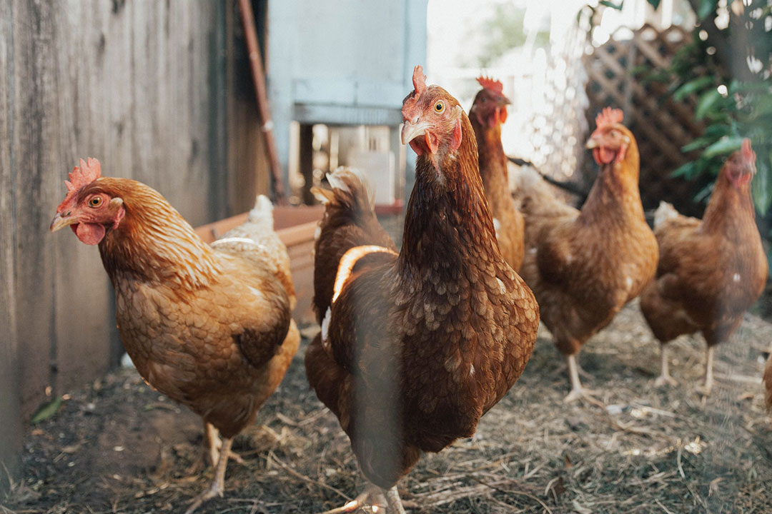 Four foreign vaccine makers apply for bird flu trials