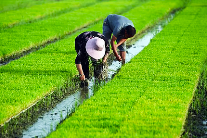 Ilocos Norte grants ?8.1M livestock aid to farmers