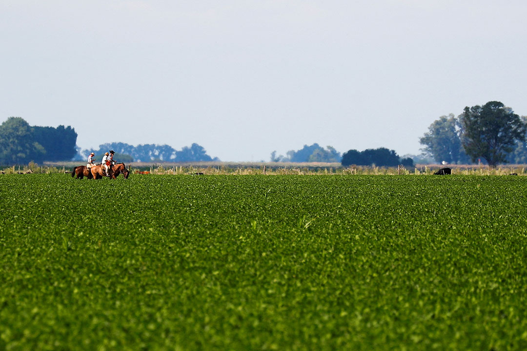 Commodities traders pledge at COP28 to protect South American grasslands