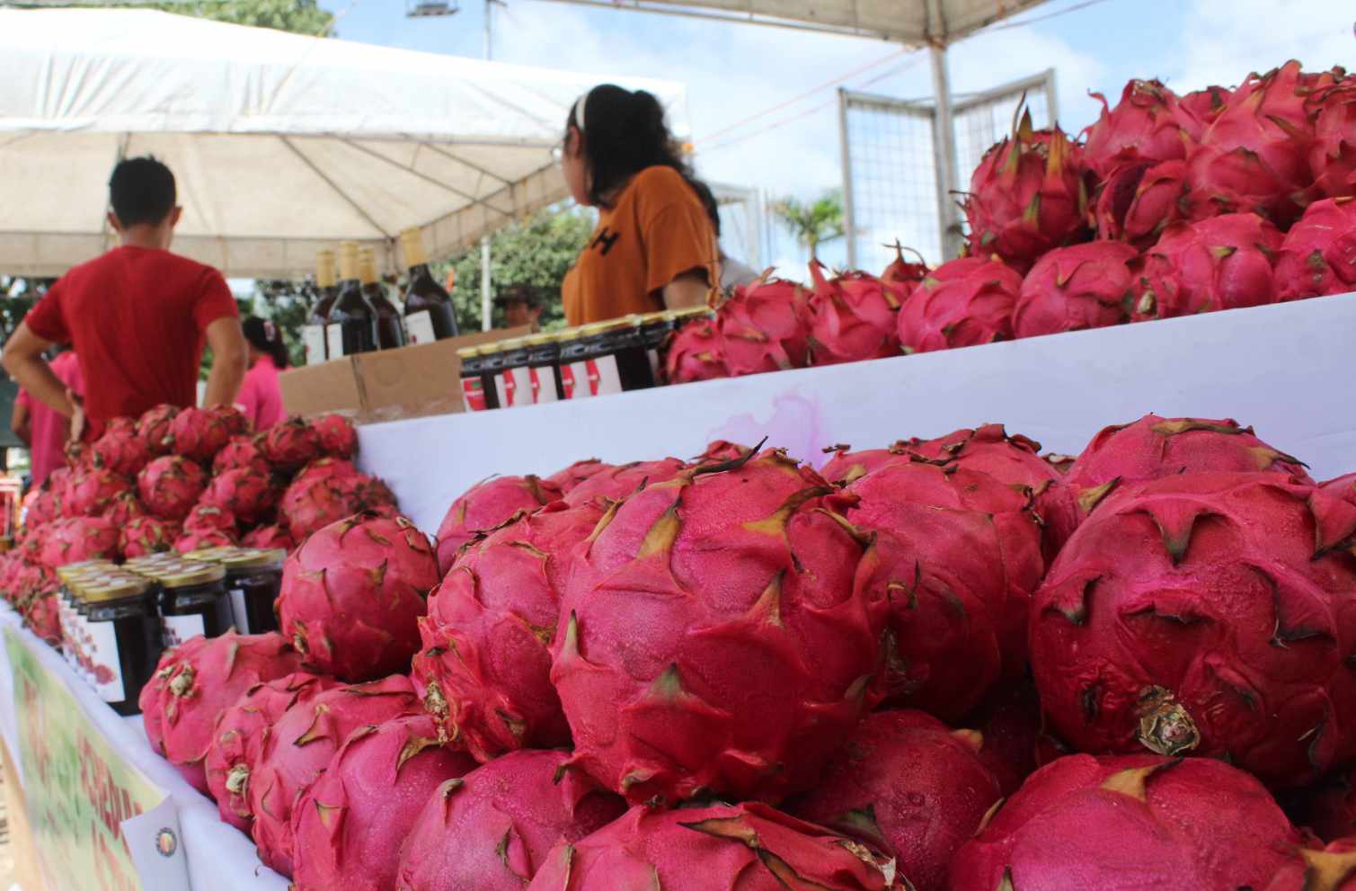DA OKs P10-M grant to boost Guimaras dragon fruit farming