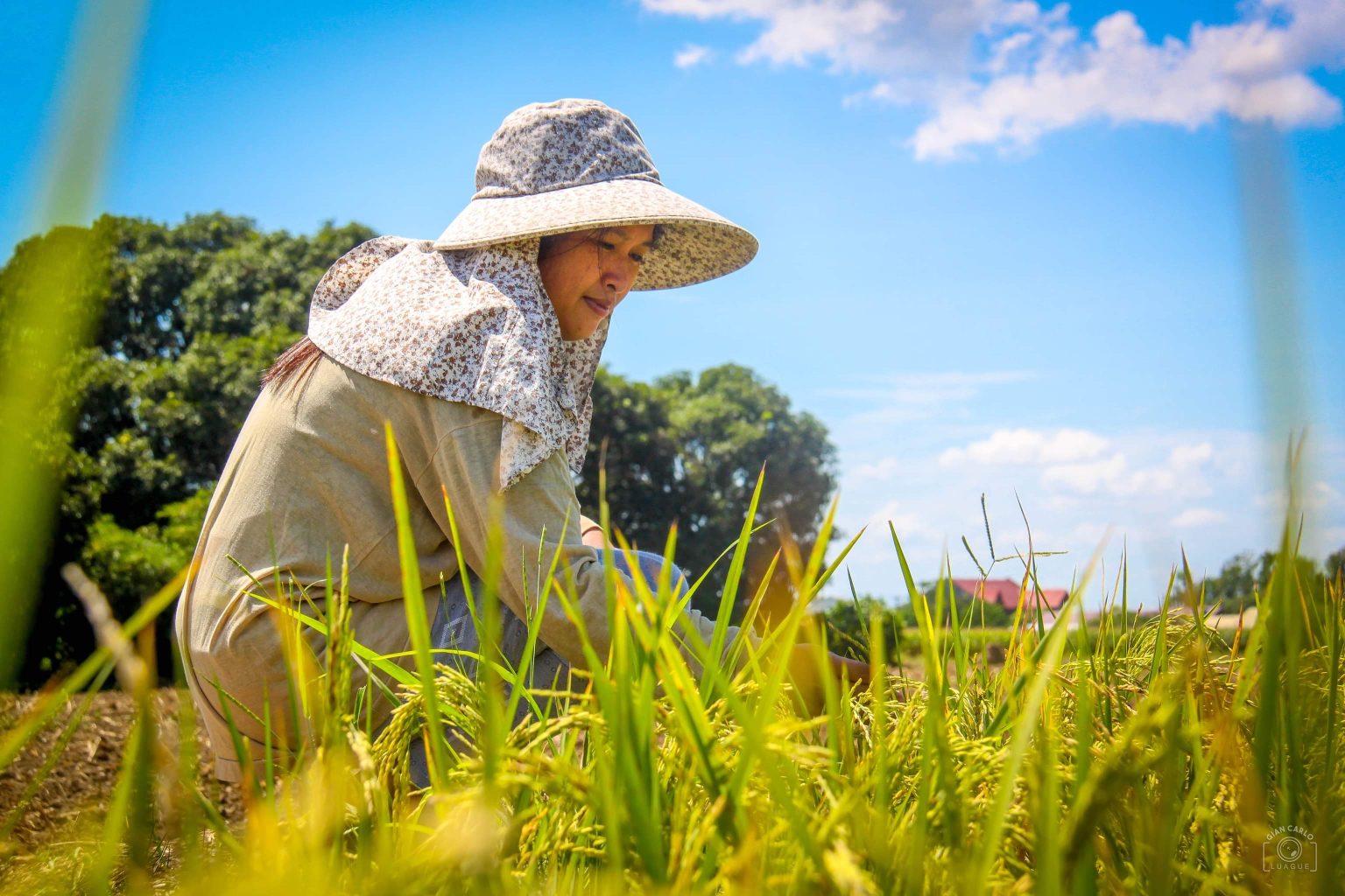 PBBM admin pushes hybrid seeds to boost rice production