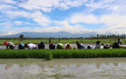 Hybrid rice demo farm to yield 275 tons in Davao del Sur town